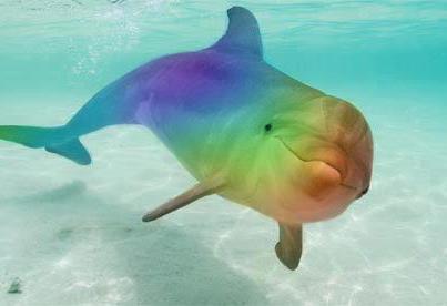 Dolphins Heal with Sonar