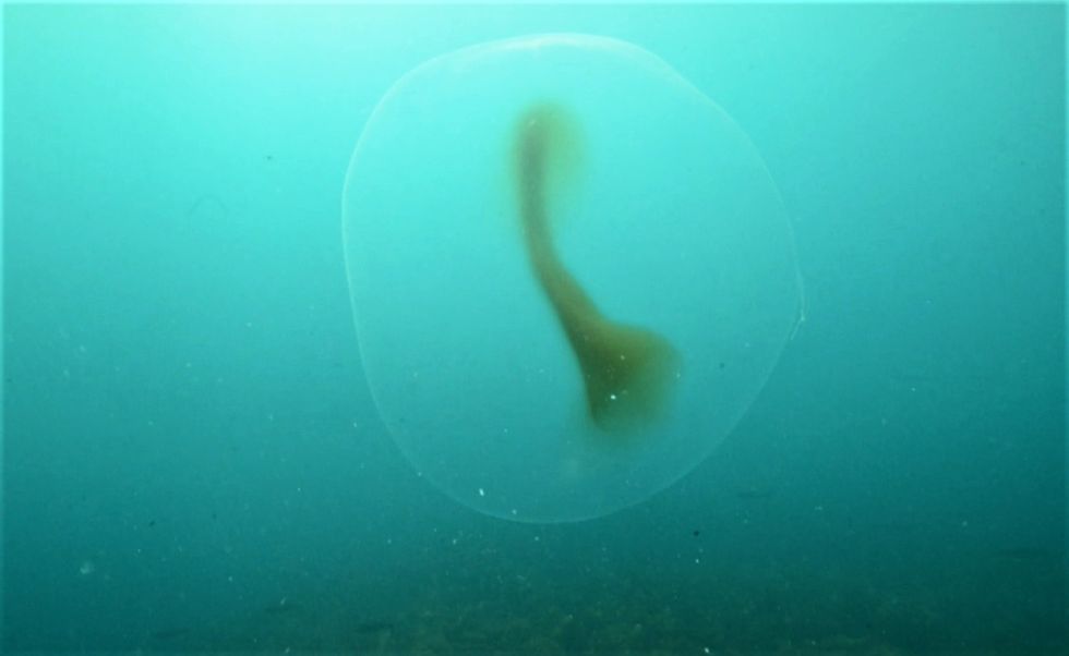 What Are the Mysterious Blobs in the Waters Off of Norway?