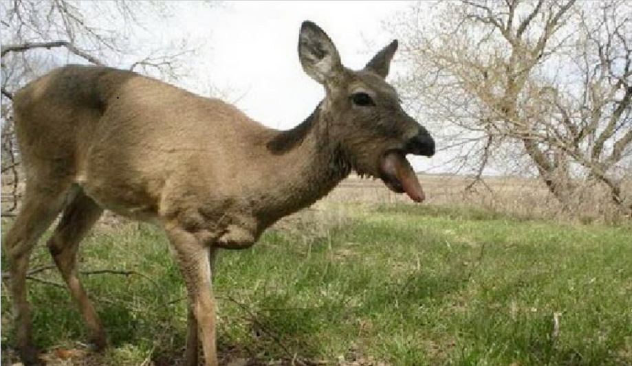Fact or Fiction: Zombie Deer