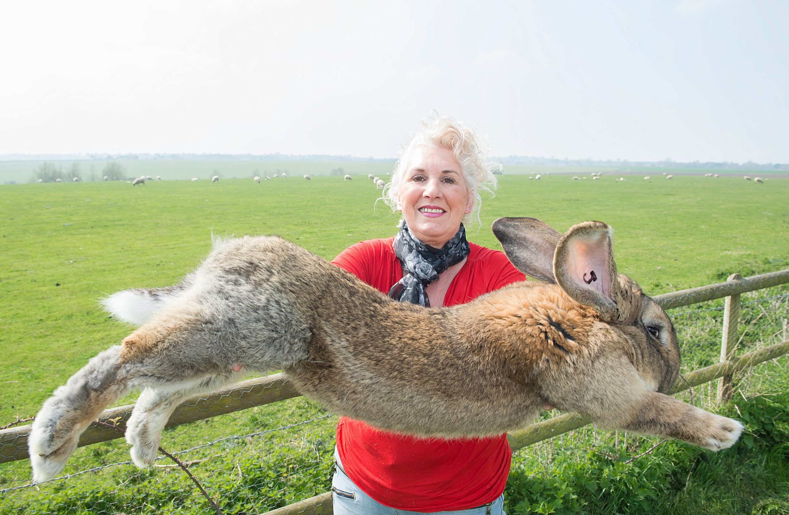 A Giant Rabbit Has Been Stolen in the UK!