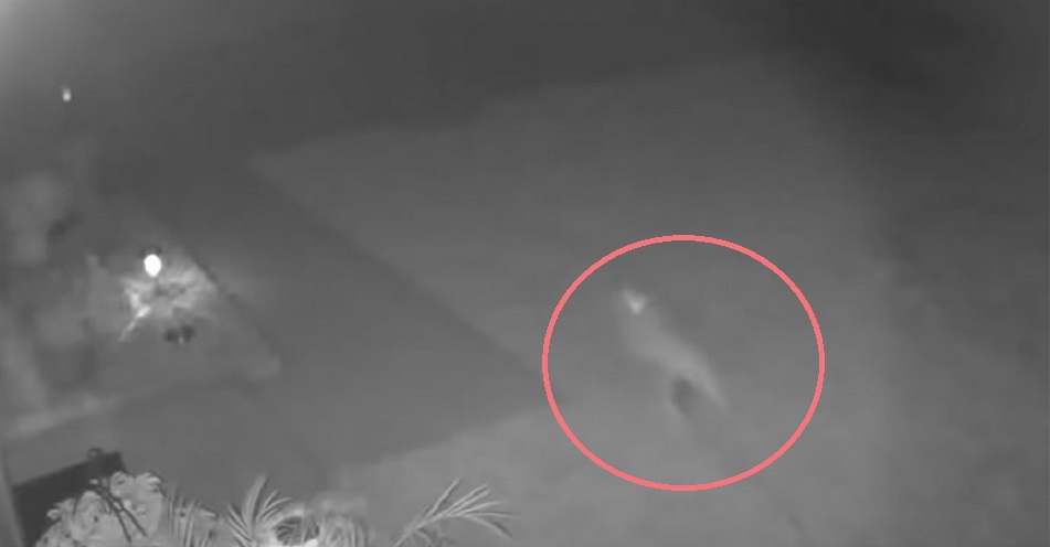A “Baby Dinosaur” Caught on Security Camera in Florida!