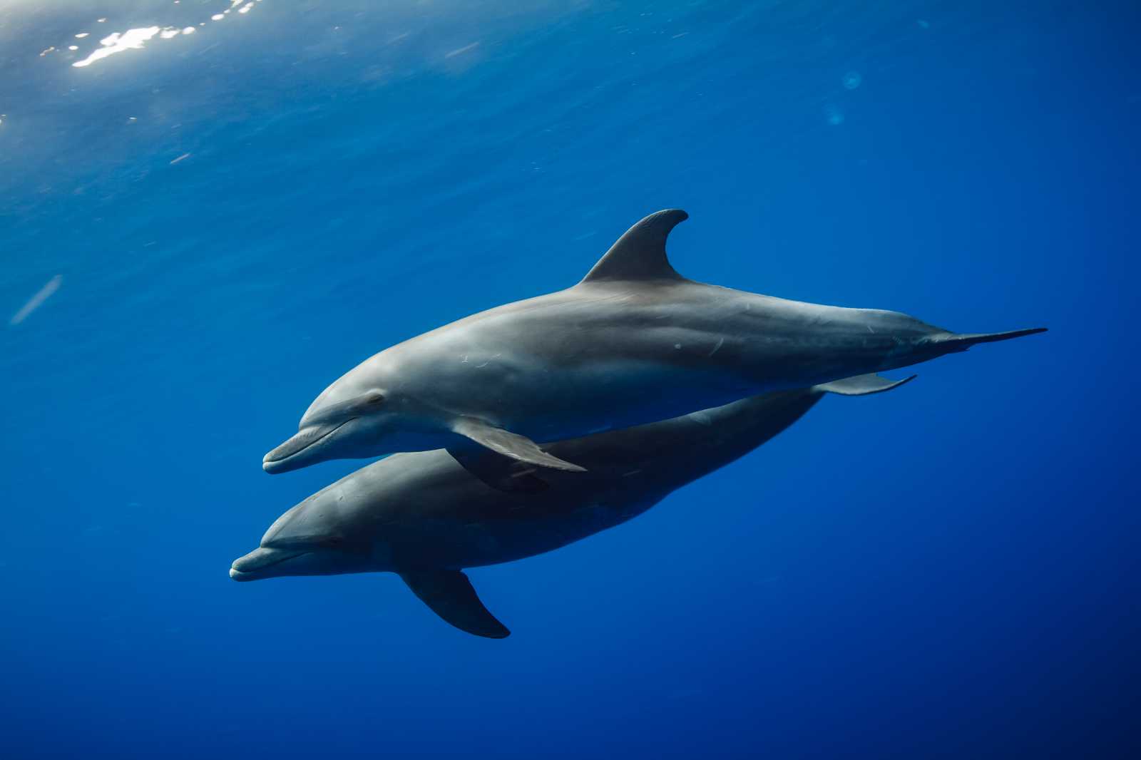 Sonar Healing with Dolphins