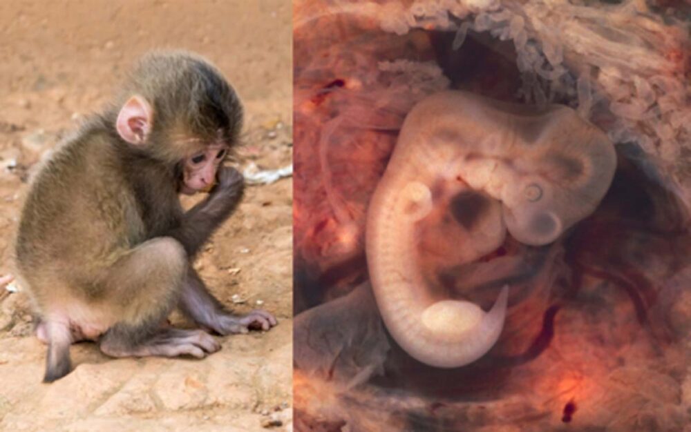 Scientists Create “Monkey-Human” Hybrids!