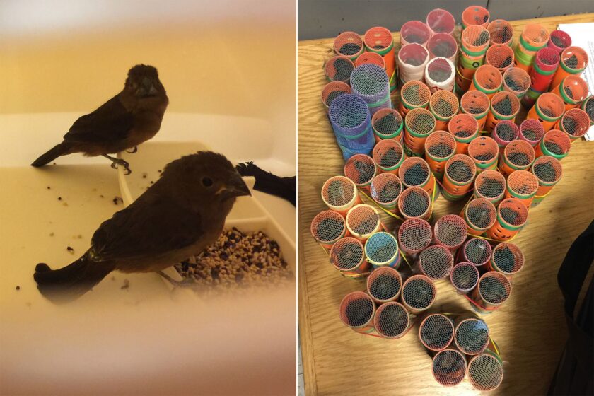 Man Arrested at JFK with 35 Birds Hidden in His Clothes!