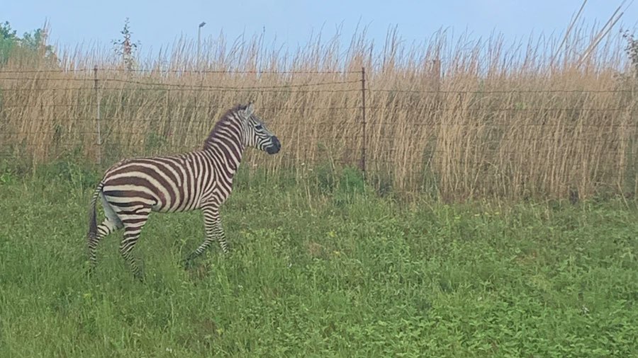 A Zebra on the Loose in Tennessee Has Been Captured!