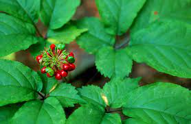 The Multipurpose Health Supplement: American Ginseng