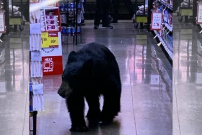 LA Shoppers Are Surprised by a Bear in a Local Super Market