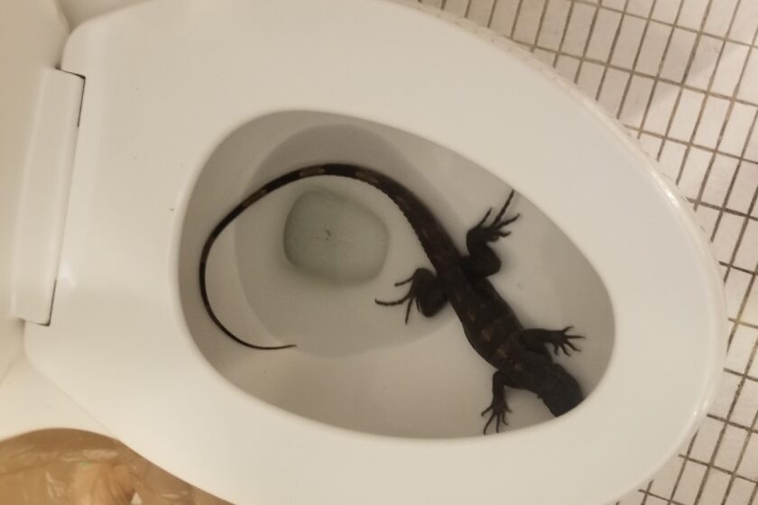 Florida Man Finds Large Iguana in His Toilet!