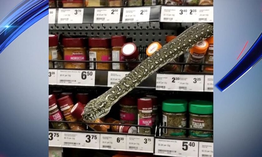 NOTICE: Woman Startled By Enormous Snake in Australian Supermarket!