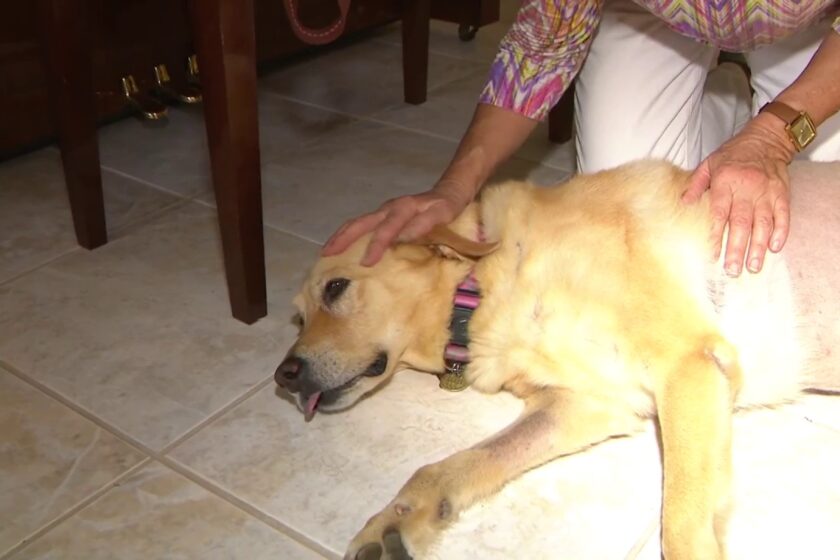 Elderly Florida Woman Fights Off Gator to Save Her Dog!